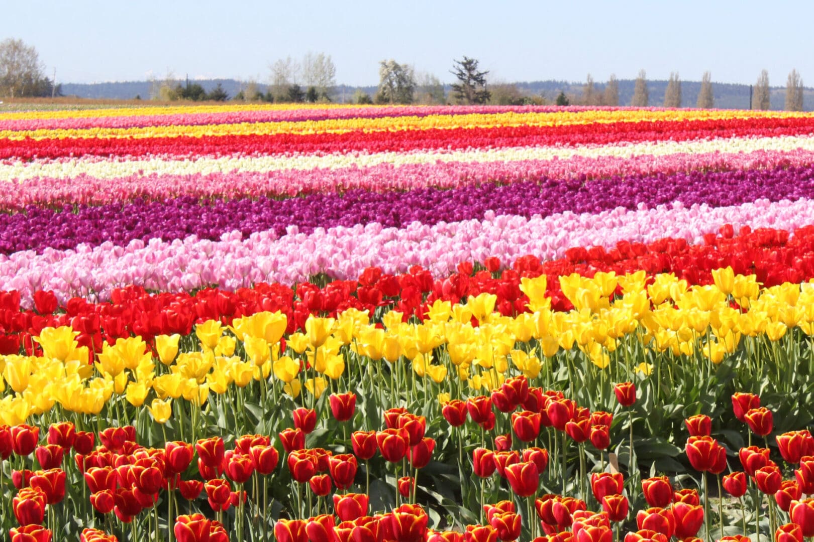 Niagara Falls Tulip Farm Tickets | Sarah Grey